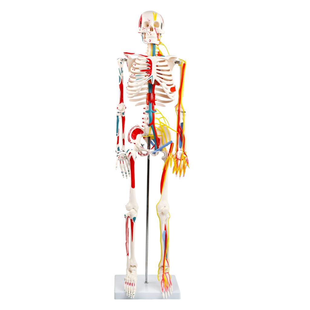 85CM神经血管骨骼（半边写色）