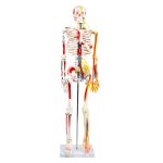 85CM神经血管骨骼（半边写色）