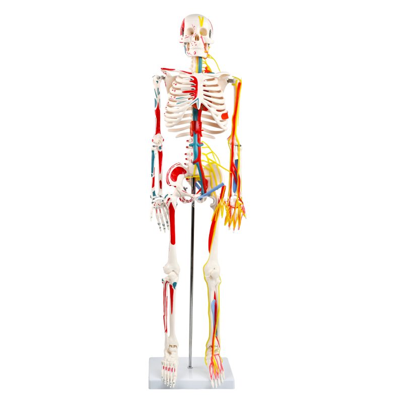 85CM神经血管骨骼（半边写色）