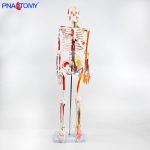85CM神经血管骨骼(半边写色)