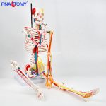 85CM神经血管骨骼(半边写色)