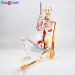 85CM神经血管骨骼(半边写色)