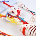 85CM神经血管骨骼(半边写色)