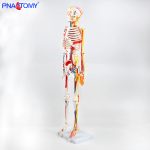 85CM神经血管骨骼(半边写色)