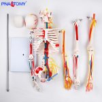 85CM神经血管骨骼(半边写色)