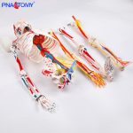 85CM神经血管骨骼(半边写色)