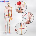 85CM神经血管骨骼(半边写色)