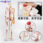 85CM神经血管骨骼(半边写色)