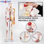 85CM神经血管骨骼(半边写色)