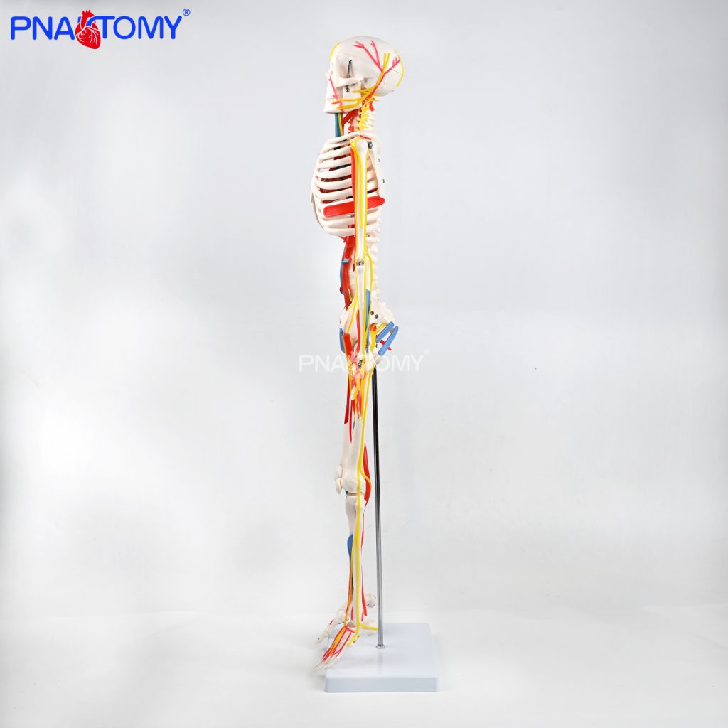 85CM神经血管骨骼（半边写色）