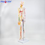 85CM神经血管骨骼(半边写色)