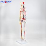 85CM神经血管骨骼(半边写色)