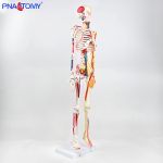 85CM神经血管骨骼(半边写色)