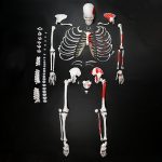 肌肉起止点散骨