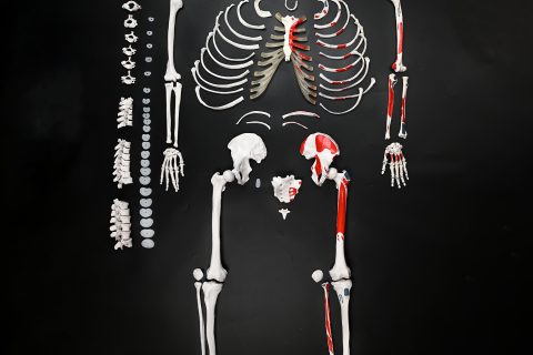 肌肉起止点散骨