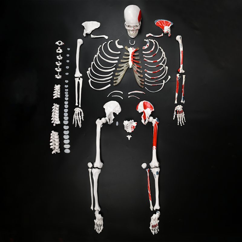 肌肉起止点散骨