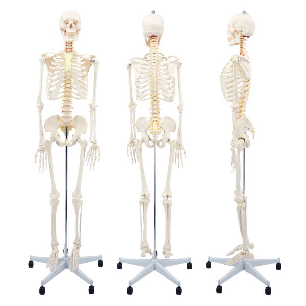 175CM人体骨骼带神经根