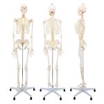 175CM人体骨骼带神经根