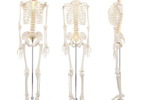 175CM人体骨骼带神经根