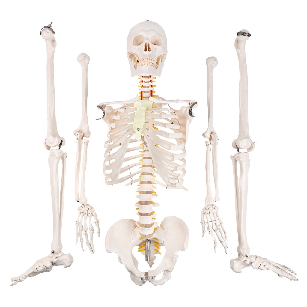 175CM人体骨骼带神经根