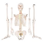 175CM人体骨骼带神经根