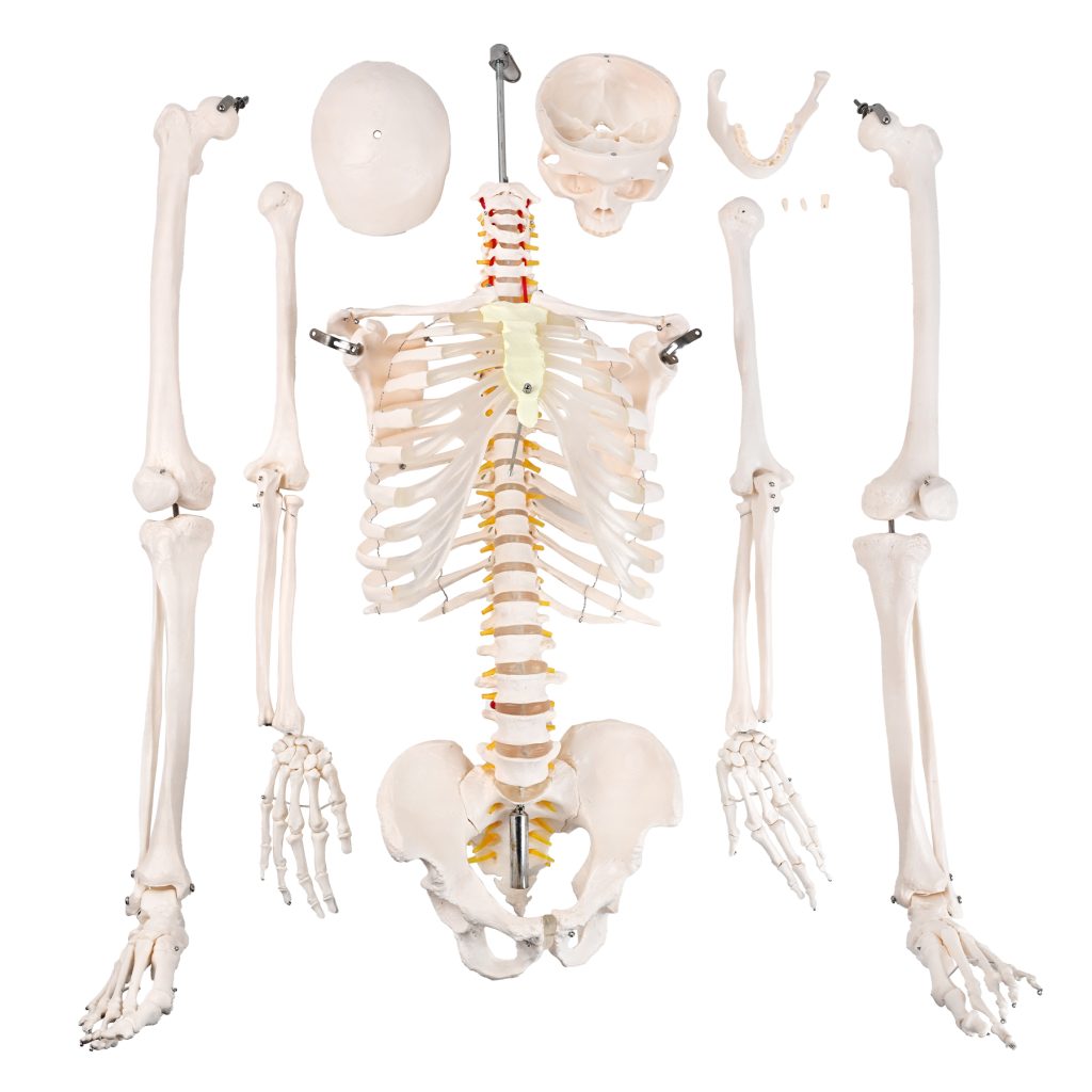 175CM人体骨骼带神经根