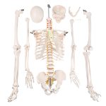 175CM人体骨骼带神经根