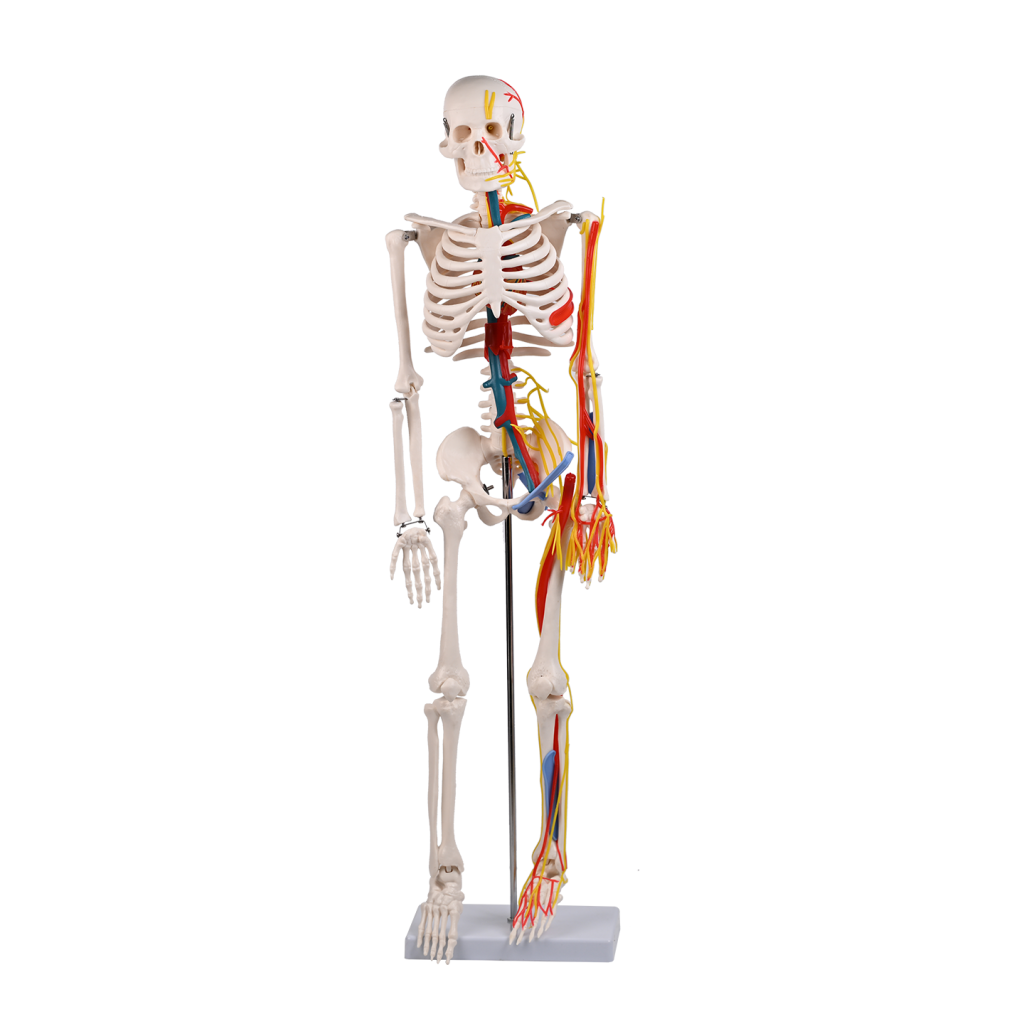 85CM心脏血管骨骼