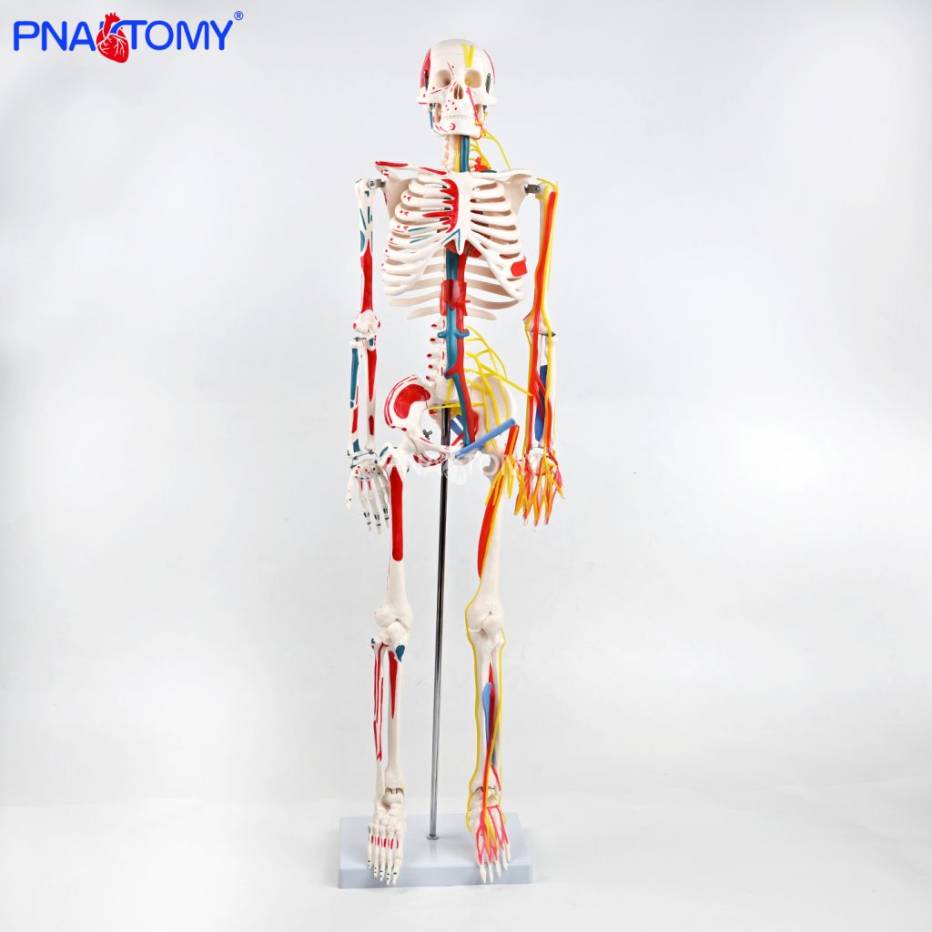 85CM neurovascular bones (half-side color)