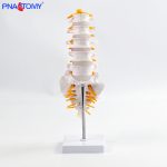 五节腰椎带骶骨可打开
