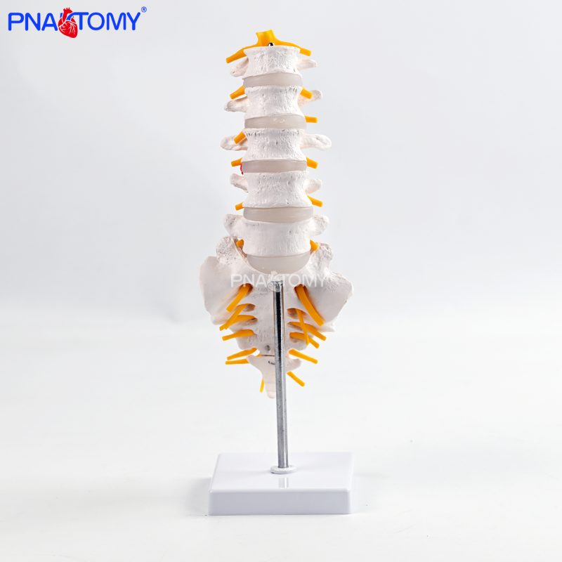 五节腰椎带骶骨可打开