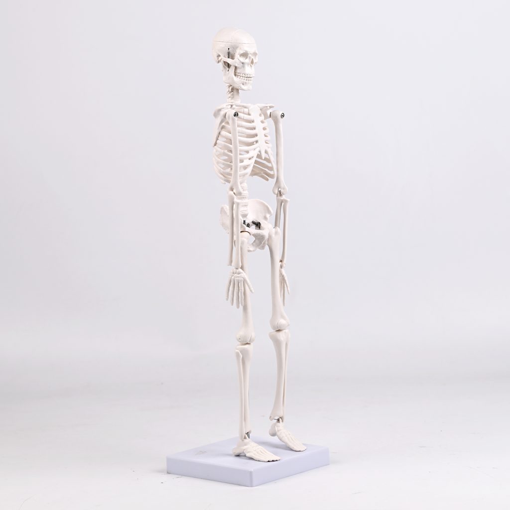 45CM bones (section A)