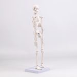 45CM bones (section A)