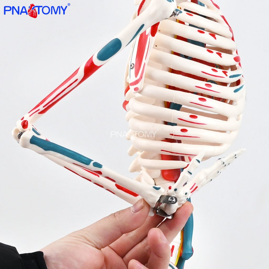 85CM neurovascular bones (half-side color)
