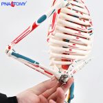 85CM neurovascular bones (half-side color)