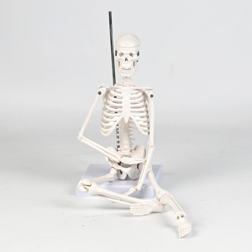 45CM bones (section A)