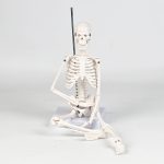 45CM bones (section A)