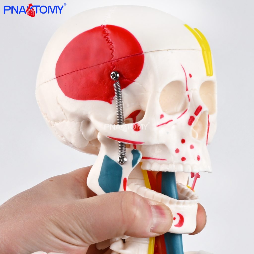 85CM neurovascular bones (half-side color)