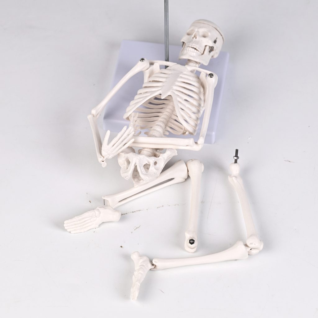 45CM bones (section A)