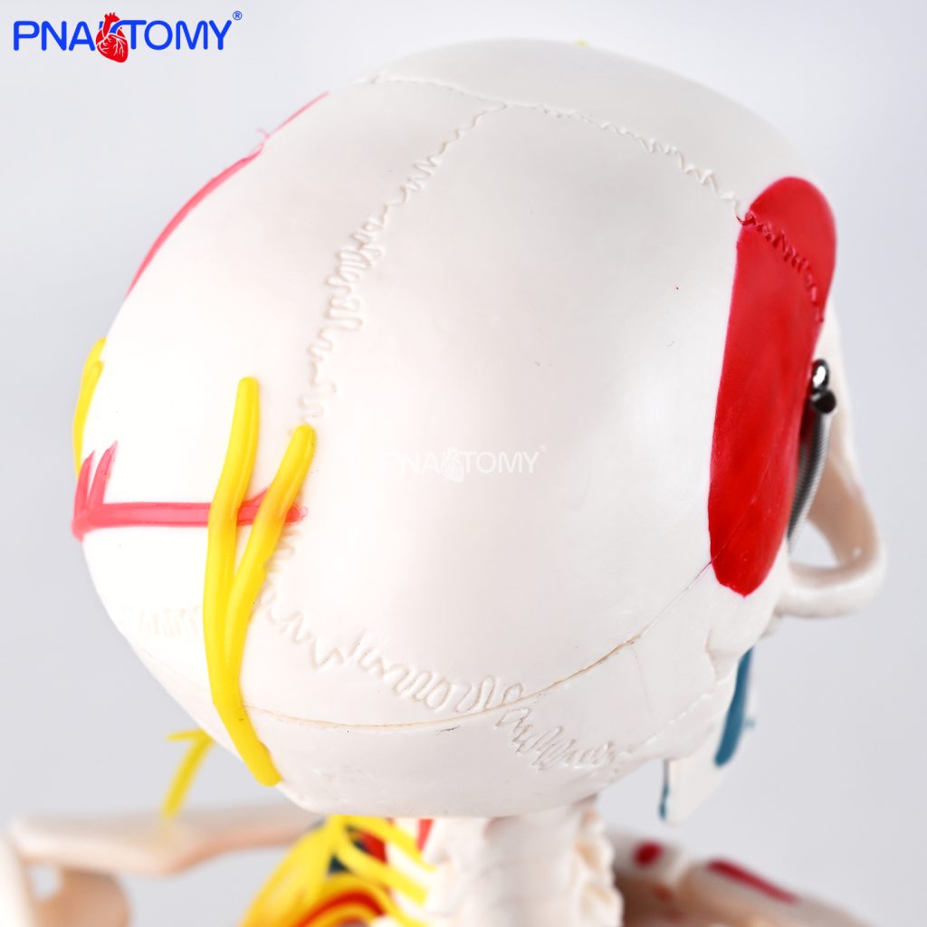85CM neurovascular bones (half-side color)