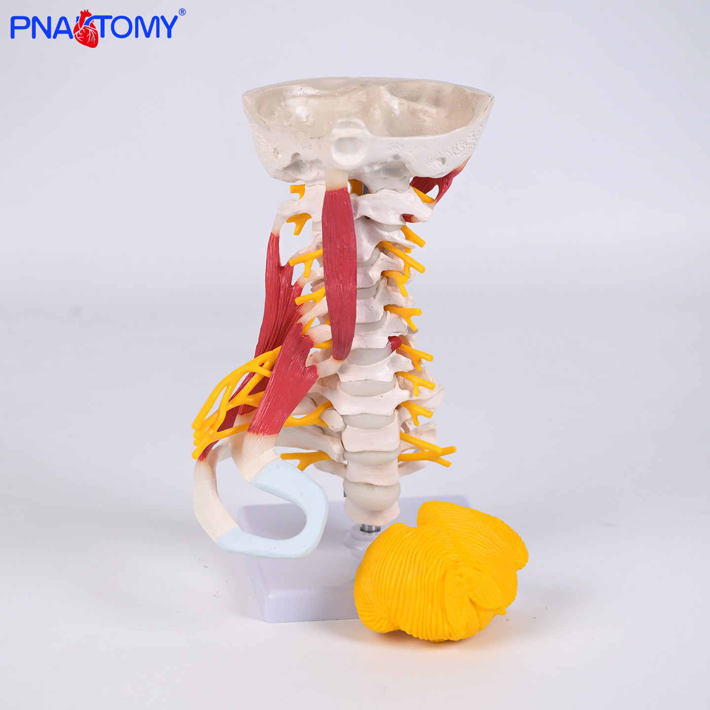 高级颈肌模型