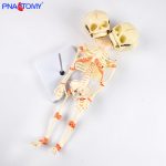 Two-headed baby bones.
