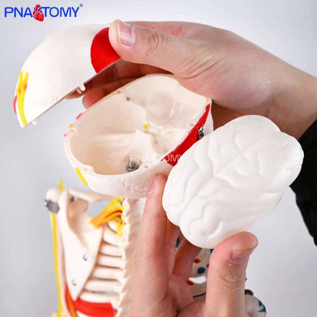 85CM neurovascular bones (half-side color)