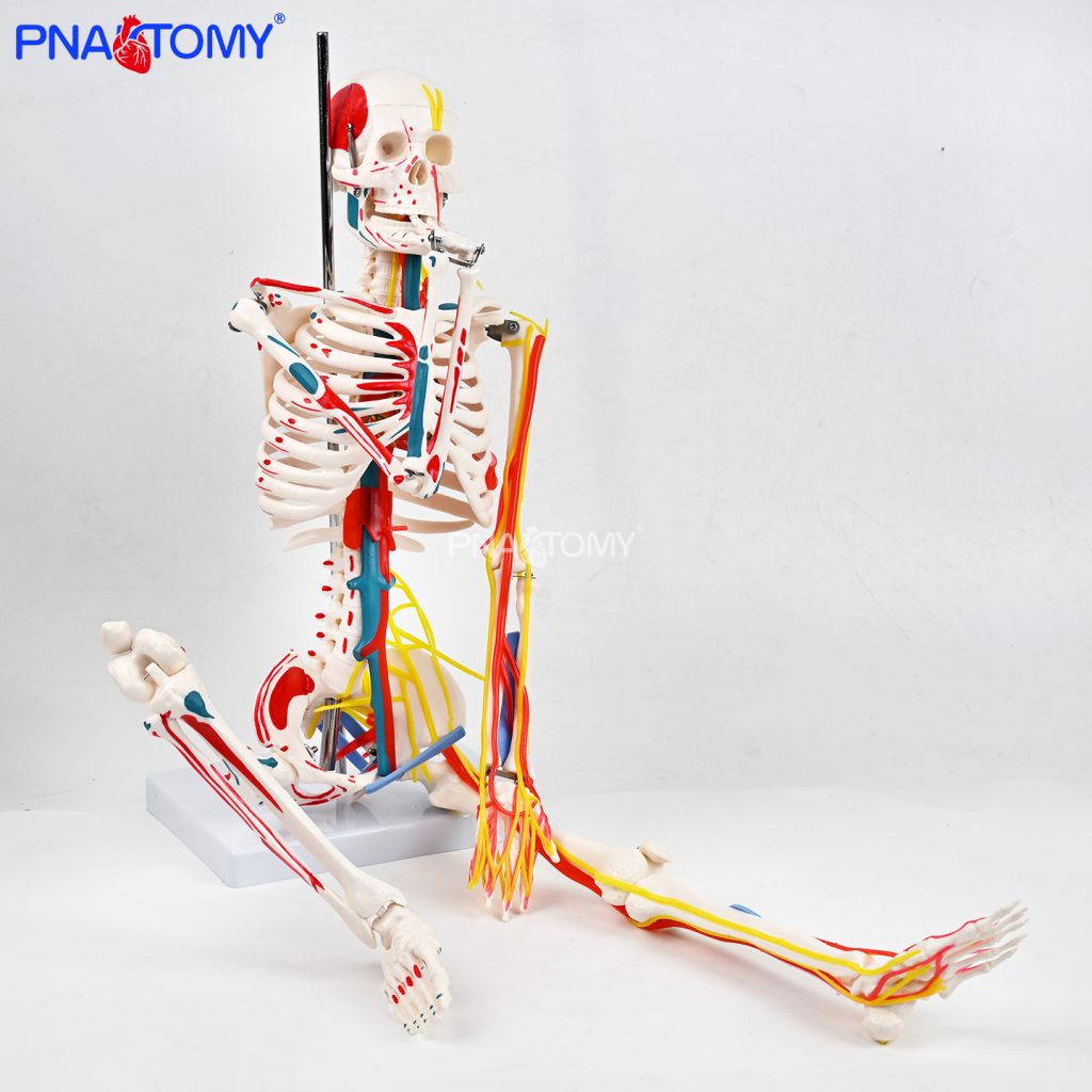 85CM neurovascular bones (half-side color)