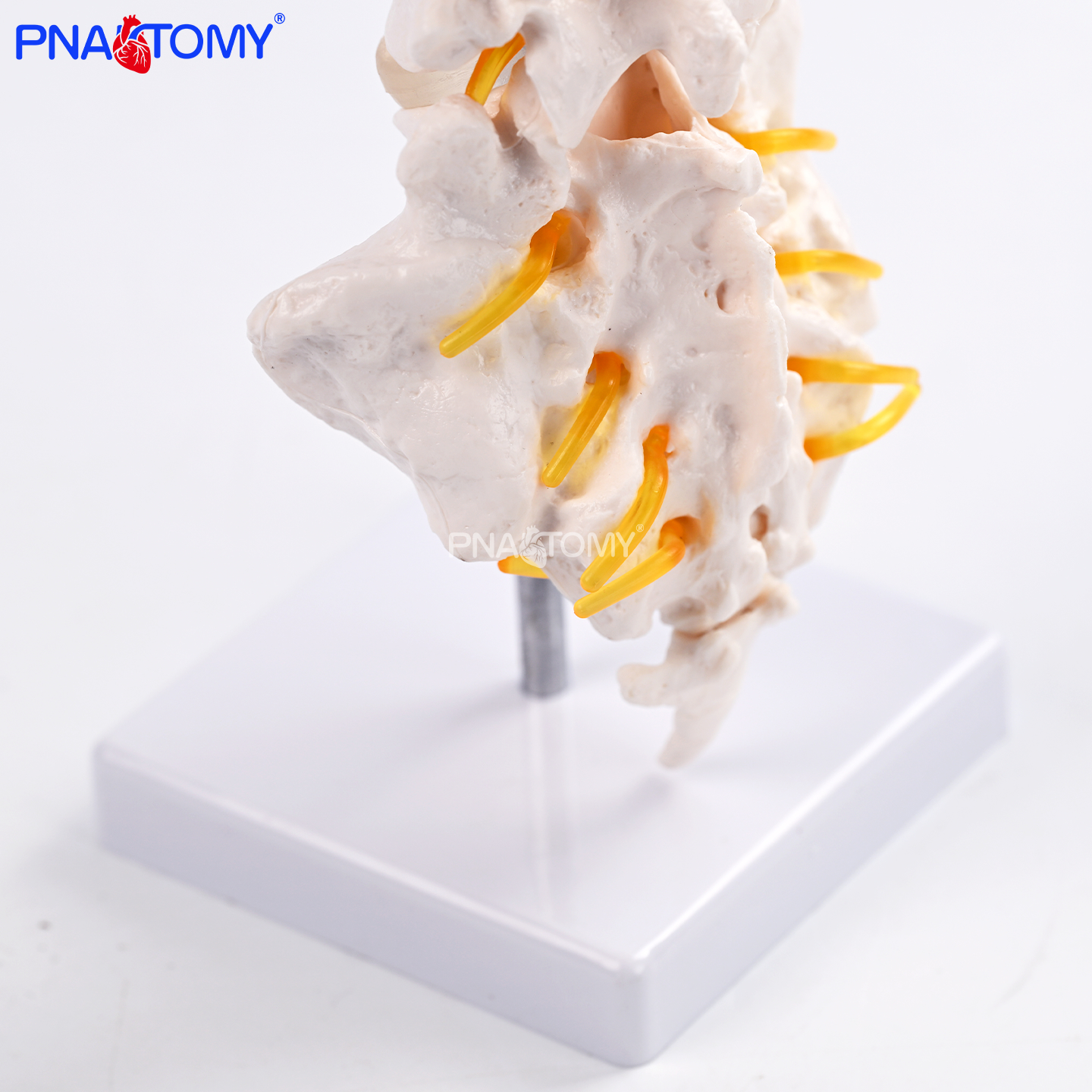 三节腰椎带骶骨