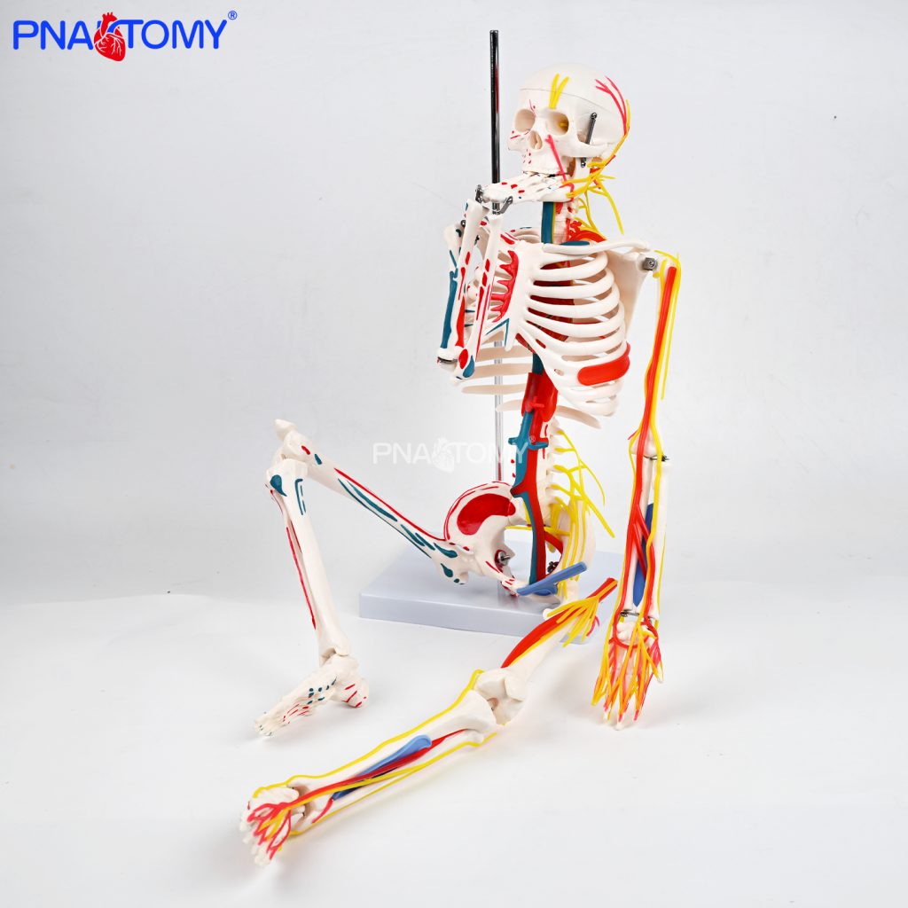 85CM neurovascular bones (half-side color)