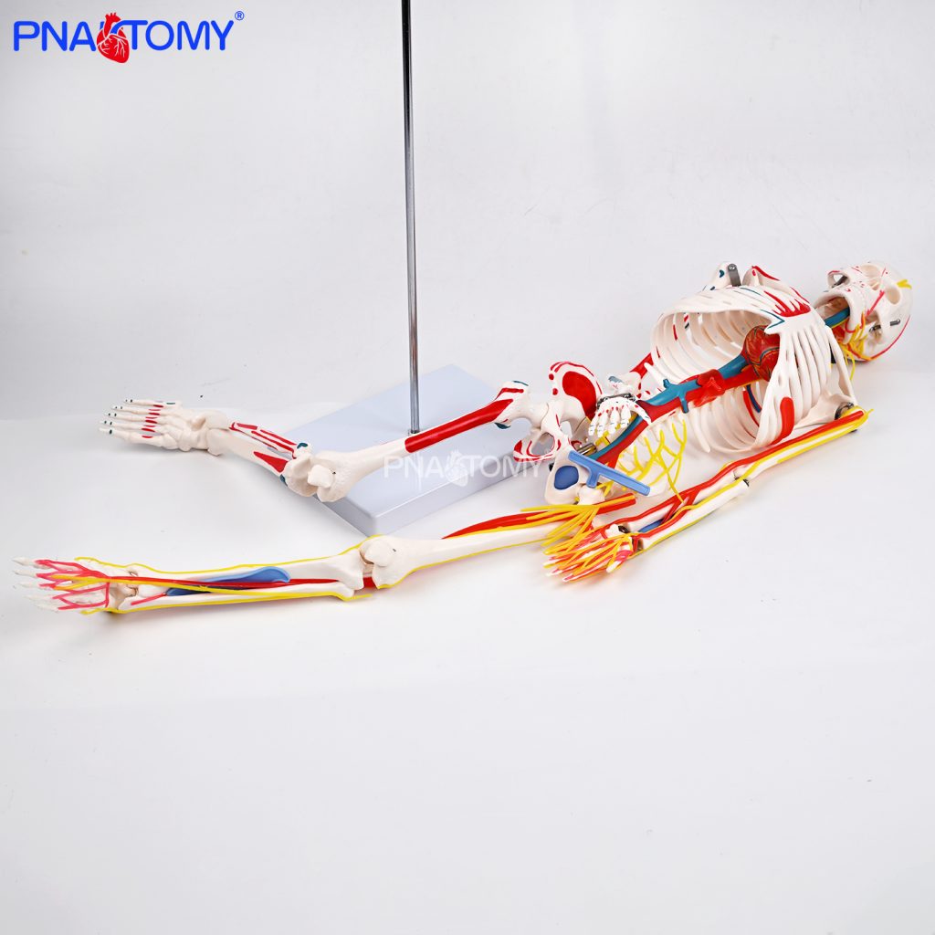 85CM neurovascular bones (half-side color)