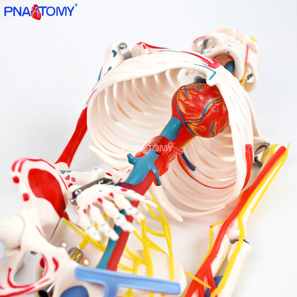 85CM neurovascular bones (half-side color)