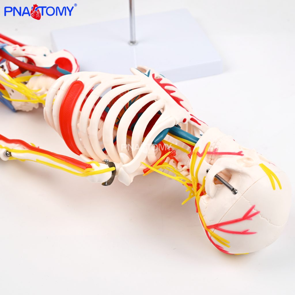 85CM neurovascular bones (half-side color)