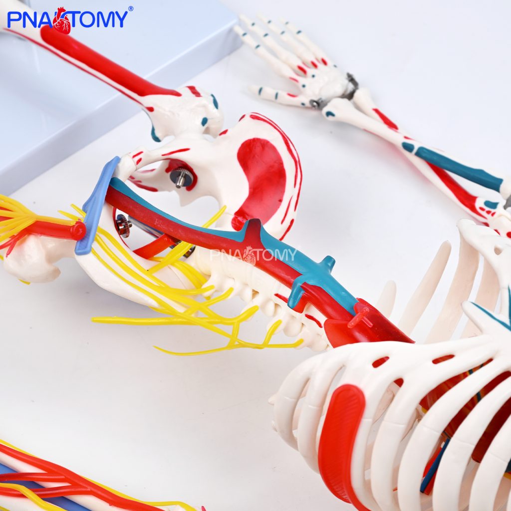 85CM neurovascular bones (half-side color)